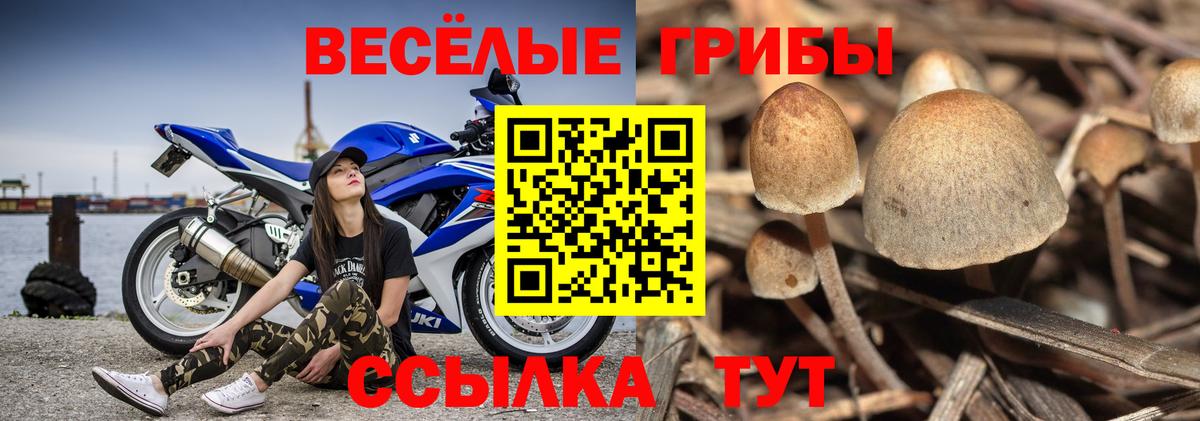 Галлюциногенные грибы Cubensis  Волгоград 